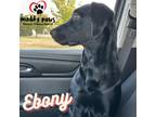 Adopt Ebony a Black Labrador Retriever / Mixed dog in Council Bluffs