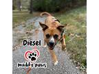 Adopt Diesel a Brown/Chocolate - with White Boxer / Pembroke Welsh Corgi dog in