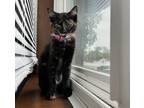 Adopt Luna-Lee a Tortoiseshell Domestic Shorthair / Mixed (short coat) cat in