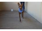 Adopt Jadon a Staffordshire Bull Terrier / Mixed dog in McKinney, TX (38954648)