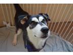 Adopt Bobby a Tricolor (Tan/Brown & Black & White) Husky / Great Pyrenees /