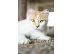 Adopt Queen Iduna a White (Mostly) Domestic Shorthair (short coat) cat in Anoka