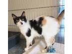 Adopt Calli a Calico / Mixed (short coat) cat in St. James, MN (39016315)