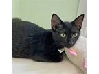 Adopt Onyx a All Black Domestic Shorthair / Mixed (short coat) cat in McCormick