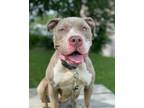 Adopt Mya a Gray/Silver/Salt & Pepper - with White American Staffordshire
