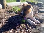 Adopt Koda a Tan/Yellow/Fawn - with White Boxer / American Staffordshire Terrier