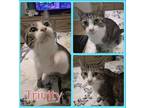 Adopt TRINITY a Gray or Blue (Mostly) Domestic Shorthair / Mixed (short coat)