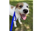 Adopt Echo a White - with Brown or Chocolate Terrier (Unknown Type