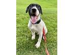Adopt Arthur a White - with Black Hound (Unknown Type) / Pit Bull Terrier dog in