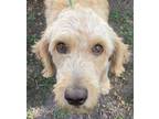 Adopt Westworth Girl a Tan/Yellow/Fawn Standard Poodle / Golden Retriever dog in