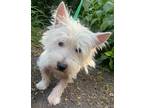 Adopt West Highland Wisteria a White Westie, West Highland White Terrier / Mixed