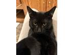 Adopt Huckleberry a All Black Domestic Shorthair / Mixed cat in Aurora