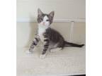 Adopt Fog a Domestic Shorthair / Mixed cat in Maquoketa, IA (39001926)