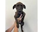 Adopt Bralyn a Mixed Breed (Medium) / Mixed dog in Rancho Santa Fe