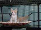 Adopt Enrique a Tan or Fawn Tabby Domestic Shorthair / Mixed (short coat) cat in