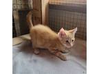 Adopt Arlow a Orange or Red Domestic Shorthair / Mixed (short coat) cat in