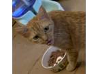 Adopt Peaches / Princess Peach a Orange or Red Domestic Shorthair / Mixed (short