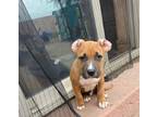 Adopt Kyro a Tan/Yellow/Fawn - with White Boxer / American Staffordshire Terrier