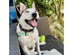 Adopt Curry a White Pit Bull Terrier / Australian Cattle Dog / Mixed dog in