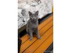 Adopt Stewart a Russian Blue (short coat) cat in Fresno, CA (39080499)