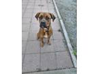 Adopt Brandi a Boxer / Black Mouth Cur dog in Rathdrum, ID (39013138)