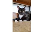 Adopt Ducky a Spotted Tabby/Leopard Spotted Domestic Shorthair cat in Brandon