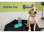 Adopt Andrew in TX a Terrier