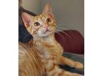 Adopt Finn a Orange or Red Tabby Domestic Shorthair cat in Papillion