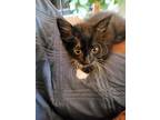 Adopt Bug a Black & White or Tuxedo Domestic Mediumhair / Mixed (long coat) cat