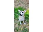 Adopt Sadye a White - with Tan, Yellow or Fawn Australian Shepherd / Husky dog