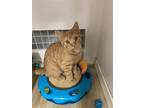 Adopt Lucy a Orange or Red Domestic Shorthair / Mixed cat in Phillipsburg