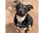 Adopt Bronco a Mixed Breed