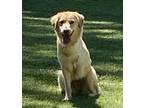 Adopt Daisy a Tan/Yellow/Fawn Golden Retriever dog in Mooresville, NC (39045712)