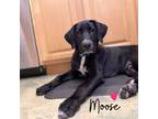 Adopt Moose a Black Retriever (Unknown Type) / Mixed Breed (Medium) dog in