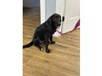 Adopt Pintail a Black Labrador Retriever / Mixed Breed (Medium) dog in Saugus