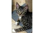Adopt Echo - male a Domestic Shorthair / Mixed (short coat) cat in Little Rock