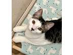 Adopt Ollie - male a Domestic Shorthair / Mixed (short coat) cat in Little Rock