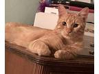 Adopt George (Curious George) a Domestic Shorthair / Mixed (short coat) cat in