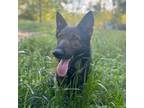 Adopt Rango a German Shepherd Dog