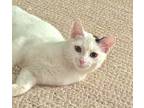 Adopt Pumpkin a White Domestic Shorthair / Mixed cat in Palatine, IL (38919163)