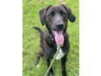 Adopt 2307-1638 Lilly a Labrador Retriever / Mixed dog in Virginia Beach
