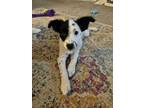 Adopt Bunny a Black - with White Spaniel (Unknown Type) / Mixed dog in
