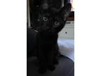 Adopt Simon a All Black Domestic Shorthair (short coat) cat in Parlier