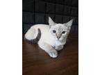 Adopt Luna a Siamese (short coat) cat in Parlier, CA (39002389)