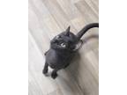 Adopt Barbie a All Black Domestic Shorthair (short coat) cat in Parlier