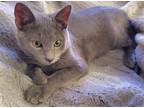 Adopt Einstein a Gray or Blue Russian Blue / Mixed (short coat) cat in