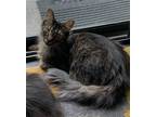 Adopt Mindy a Brown Tabby Domestic Mediumhair / Mixed (medium coat) cat in Los