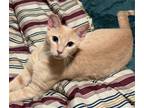 Adopt Biscuit a Orange or Red Domestic Shorthair / Mixed (short coat) cat in Los