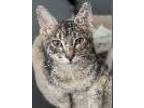 Adopt Jo Jo a Gray, Blue or Silver Tabby Domestic Shorthair / Mixed (short coat)