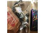 Adopt Belle a Brown Tabby Domestic Shorthair / Mixed (short coat) cat in Los